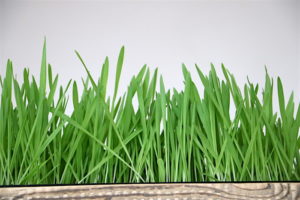 Gerstengras