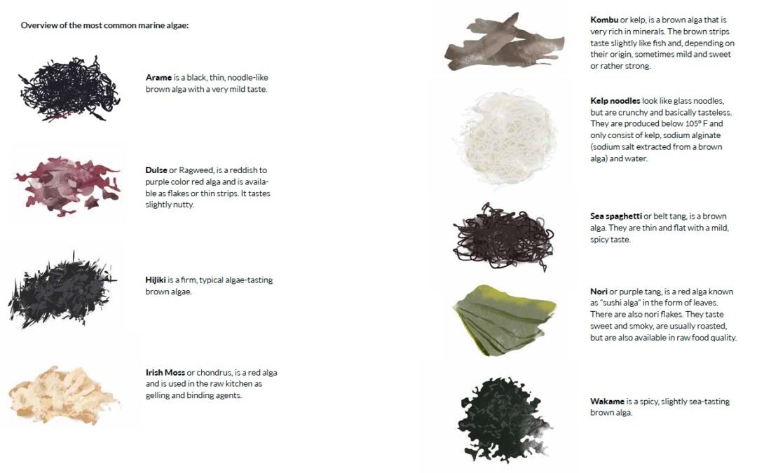 Are Algae the Food of the Future?